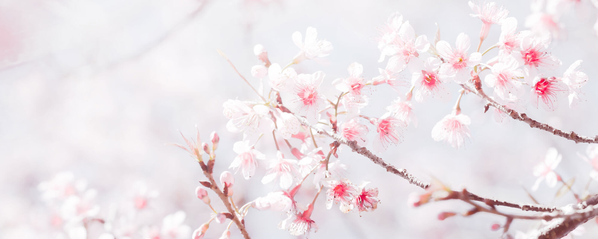 Soft Focus Cherry Blossom Or Sakura Flower On Nature Background